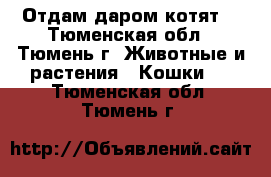 Отдам даром котят! - Тюменская обл., Тюмень г. Животные и растения » Кошки   . Тюменская обл.,Тюмень г.